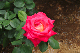 image0323