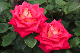 image0325