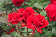 image0333