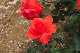 image0334