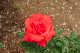 image0338