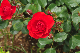 image0339