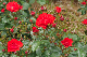 image0341