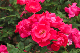 image0342