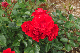image0343