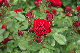 image0345