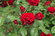 image0346