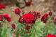 image0347