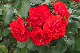 image0349