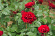 image0350