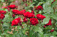 image0352