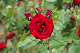 image0353