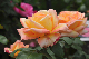 image0370