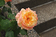 image0372