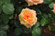 image0373
