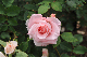 image0376