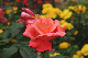 image0379
