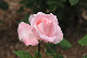 image0381