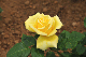 image0384