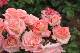 image0387