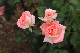 image0388
