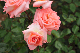 image0389