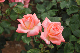 image0390