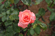 image0391