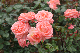 image0392