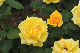 image0394