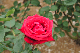 image0396