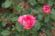 image0397
