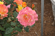 image0398
