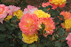 image0399