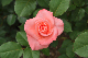 image0406