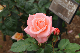 image0407