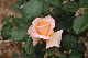 image0409