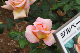 image0411