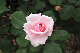 image0412