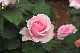 image0414