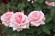 image0415