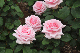 image0416