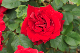 image0417