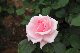 image0418