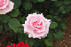 image0419