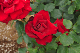 image0420
