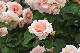 image0425