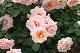 image0426
