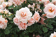 image0427