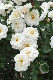 image0428